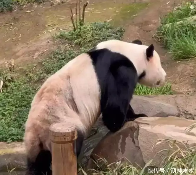熊猫福宝韩国饲养员装哭惹群嘲,两个摄像师跟拍特写,比韩剧还假攻破50年导弹难题,山东女子造出天眼导弹,一己之力助中国崛起 熊猫福宝韩国饲养员装哭惹群嘲,两个摄像师跟拍特写,比韩剧还假攻破50年导弹难题,山东女子造出天眼导弹,一己之力助中国崛起