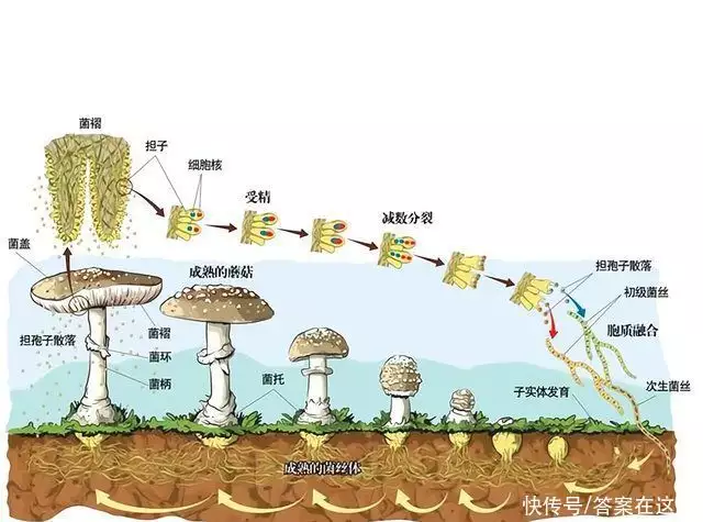 雪曼将军树（雪曼将军树介绍） 第10张