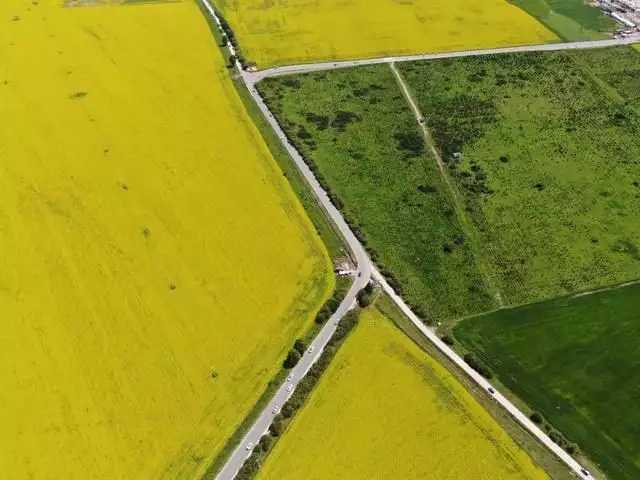 高原花（高原的花朵为什么都是蓝色紫色的）