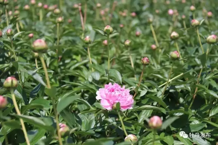 假花（假花姐命的人是什么意思） 第10张