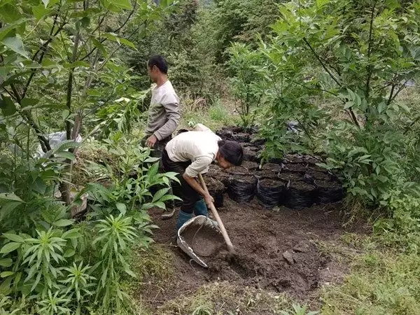 魔芋种子（魔芋种子怎么种植） 第2张