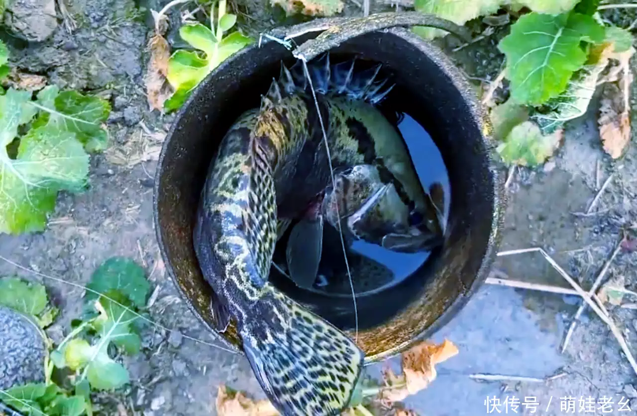 一看就会（鳜怎么读）鳜鱼和桂鱼的区别 第6张