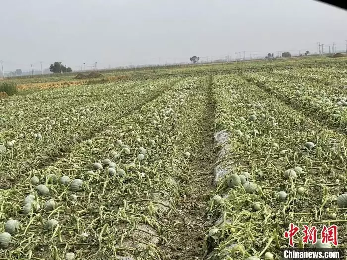 河北清苑遭风雹强降雨袭击 2442.88公顷农作物受灾中国最大尼姑庵，2万多女性在此修行，你知道在哪里吗？