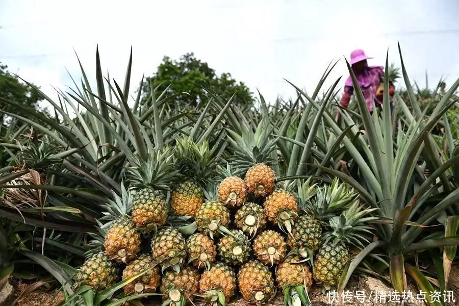 武汉助孕机构都在哪（菠萝王图片）