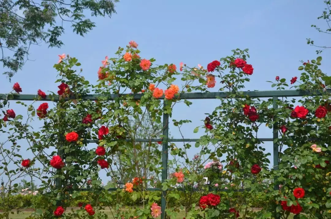 红瘦指什么花（应是绿肥红瘦这里的红瘦指什么花） 第4张