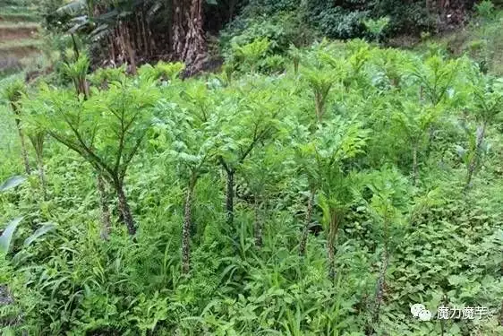 致富项目商机_致富项目实用_致富经项目