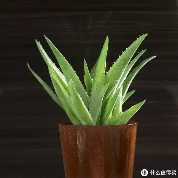 摆花（摆花造型图片） 第8张