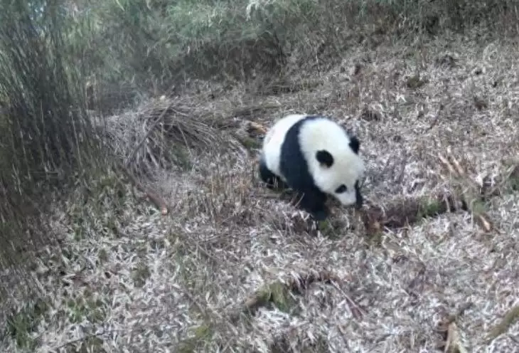 芦山今天24小时天气预报（四川芦山红外相机拍到大熊猫等多种野生动物影像31岁在春晚一炮而红，观众都以为他隐退了，其实已经去世10年了）