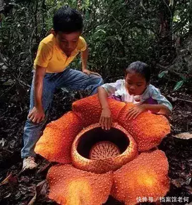 蛇吃人视频 恐怖（蛇吃人视频 恐怖片） 第2张