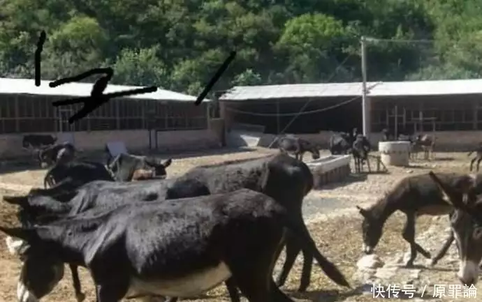 室内种植致富项目_致富项目小本生意_致富经项目