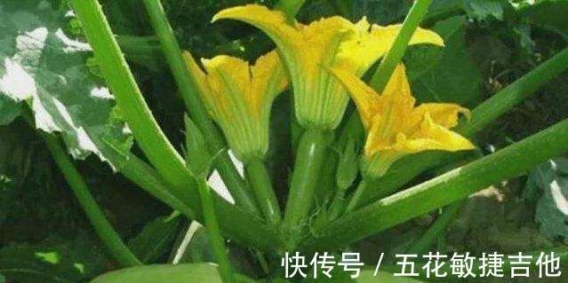 夜开花和西葫芦的区别!_【快资讯】