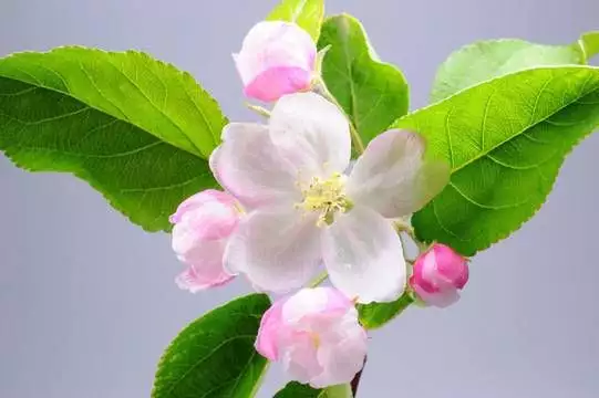 苹果花（苹果花三角梅花苞图片）