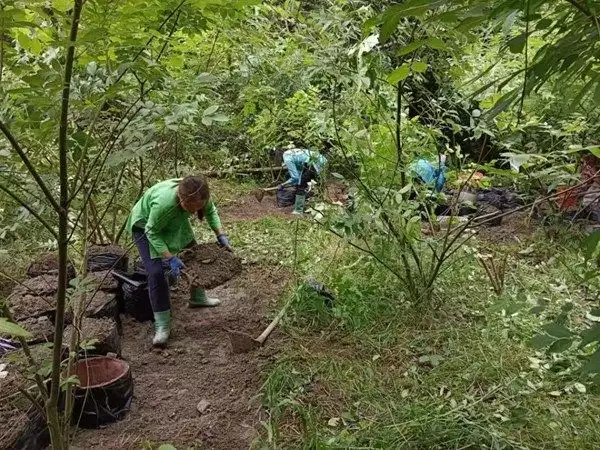 魔芋种子（魔芋种孑） 第1张