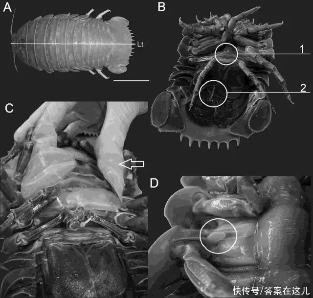 大王乌贼vs抹香鲸（大王乌贼和抹香鲸战斗的视频） 第6张