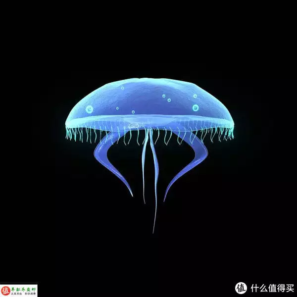 水母怎么养（水母怎么在家养）