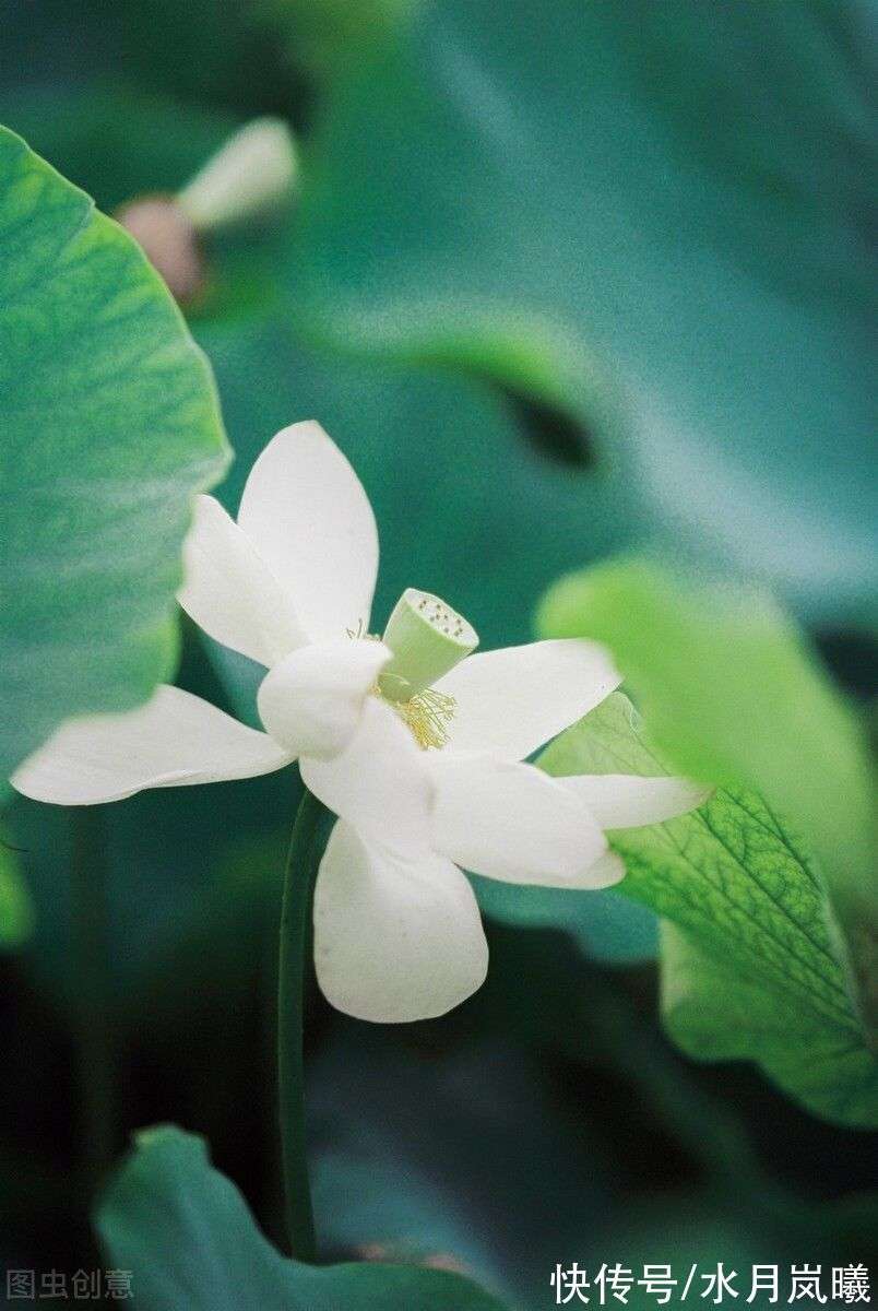 寒灯纸上，梨花雨凉，笙歌不见故人散，我等风雪又一年_【快资讯】