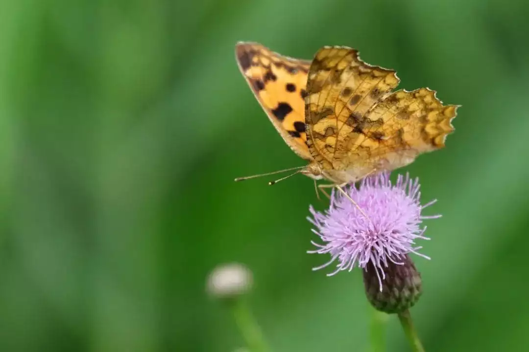 天下风物——《【此生三愿:世清平,身强健,数与君相见】诗韵咏合》风光题照 天下风物——《【此生三愿:世清平,身强健,数与君相见】诗韵咏合》风光题照