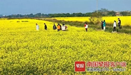 春日顶流来了！南宁这片油菜花海，美到惊艳！宿敌：两次错失抓间谍的机会，以及乐乐的死，都和吴豫的善念有关