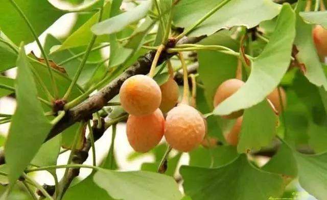 中药古今研究：白果（银杏）_【快资讯】