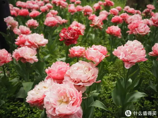 说走就走的一家三口杭州苏州六日游记（上：杭州篇）