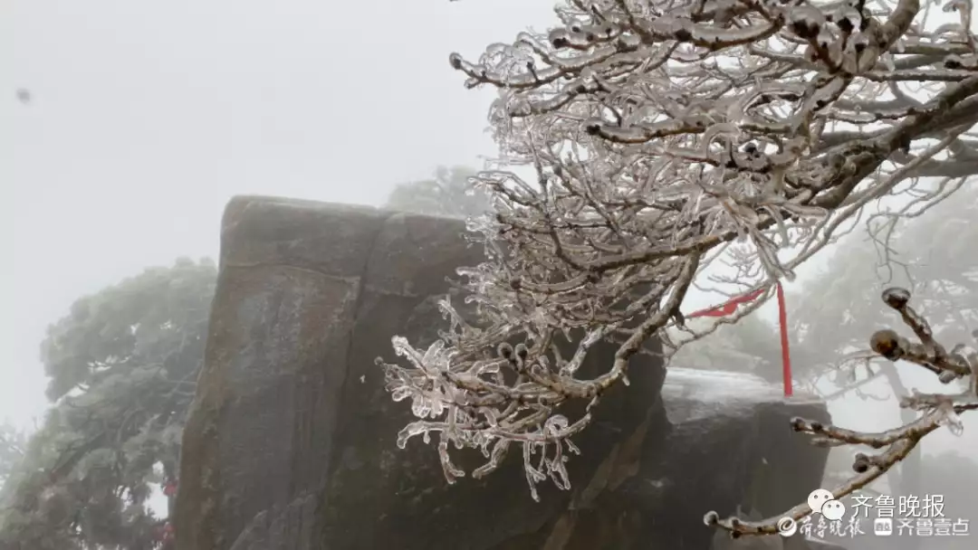 冰凌花（冰凌花的图片 背景） 第5张