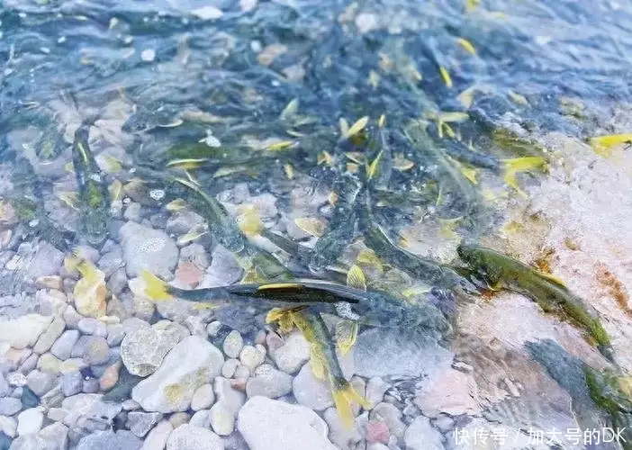 青海湟鱼的做法（湟鱼好吃吗?） 第6张