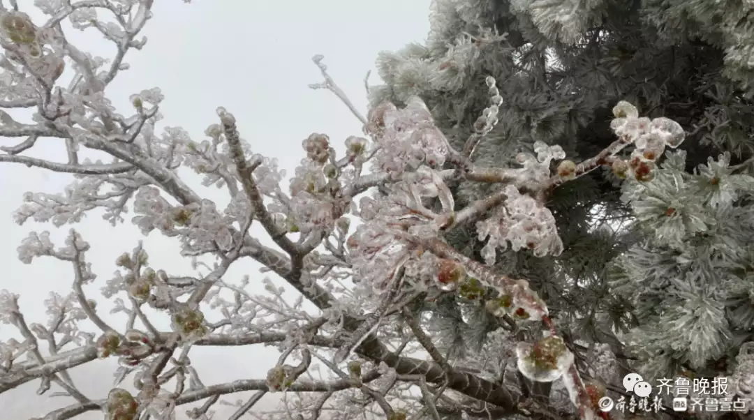 冰凌花（冰凌花的图片 背景） 第2张