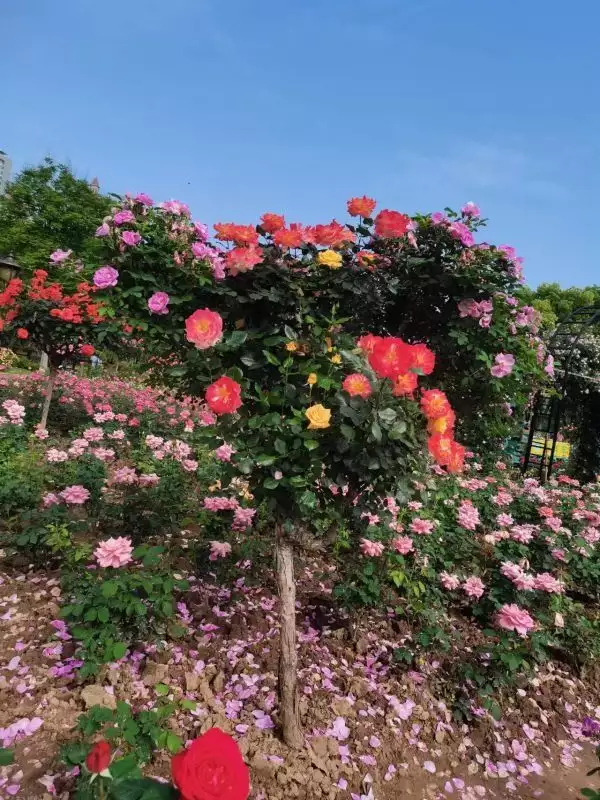 越早知道越好（和平公园开放吗现在）和平公园开放吗最新消息，三万余株月季竞相盛开，“五一”来和平公园赏花为证明孔子是韩国人，韩国学者摆出三大“铁证”，中方用两字回复，敲麻，