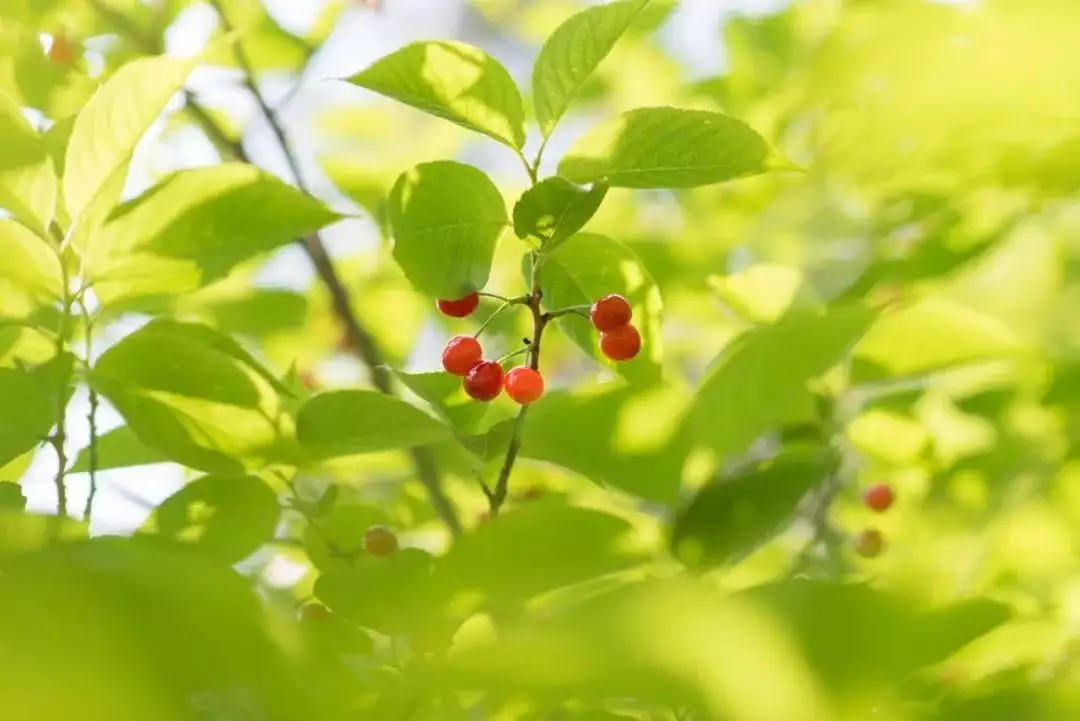 夏至古诗大全（有关夏至的古诗词的解释） 第4张