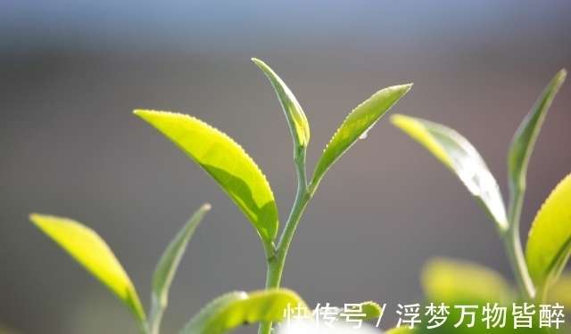 茶叶六大分类，六大茶类有哪些代表茶？_【快资讯】