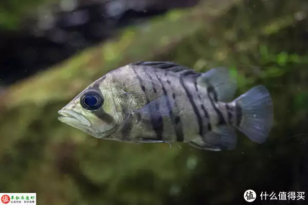 虎鱼的特点，适应性强，威武霸气！ 虎鱼百科 第12张