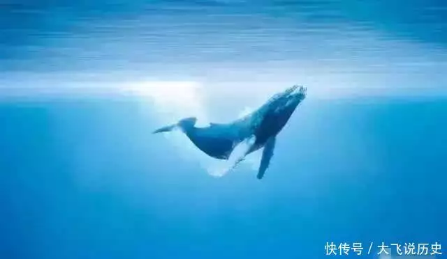 世间生物蓝鲸有多大_世间生物蓝鲸有多少只_世间有蓝鲸的生物吗