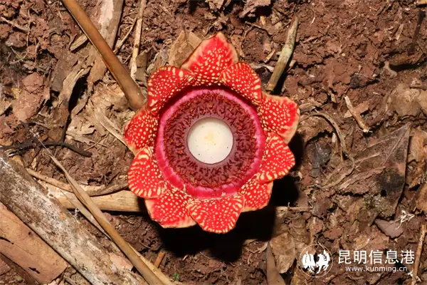 林奈实验室联合望天树景区打造雨林学校科普雨林生物多样性明星在资本面前有多卑微？杨颖被摸胸抱起，林更新被怒骂不敢回嘴 第6张