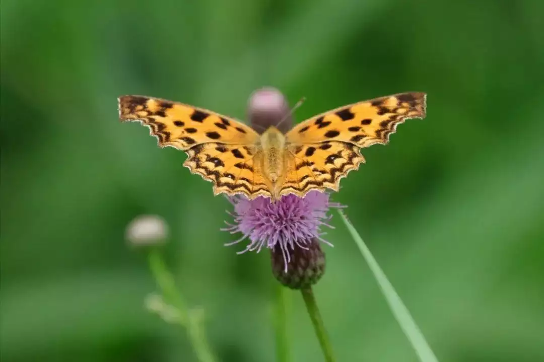 天下风物——《【此生三愿:世清平,身强健,数与君相见】诗韵咏合》风光题照 天下风物——《【此生三愿:世清平,身强健,数与君相见】诗韵咏合》风光题照