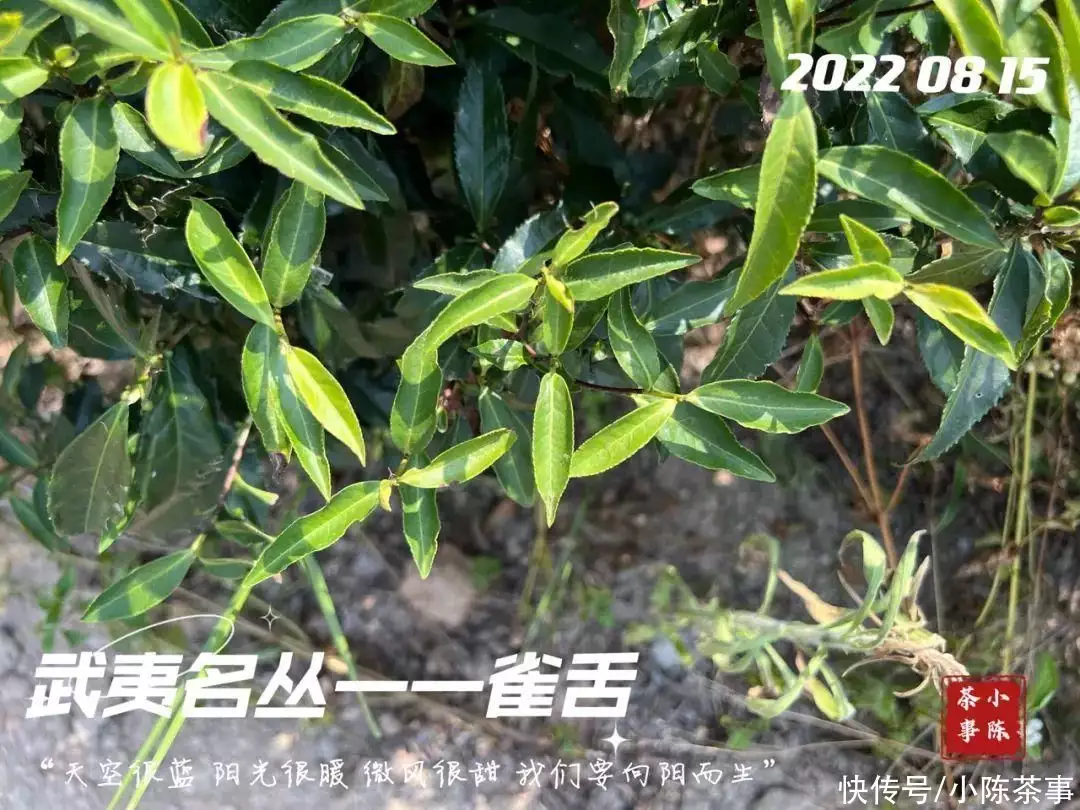 曼陀罗花多少钱（曼陀罗花苗多少钱一株） 第3张