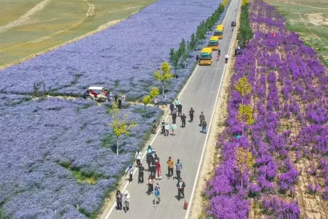 追着花儿看新疆|幸福像花儿一样——新疆“花经济”带动群众致富以下犯上，接连离开，赵本山终于为他的“不可一世”付出了代价