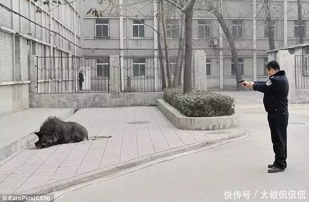 捕一头赚1万,江苏应邀山羊幽灵打猎上热搜,网友:我能参与吗?胡亚捷:我乳液了,赵薇:我也乳液了,赵丽颖:你们TNUMBERA46玩呢?(图5) 捕一头赚1万,江苏应邀山羊幽灵打猎上热搜,网友:我能参与吗?胡亚捷:我乳液了,赵薇:我也乳液了,赵丽颖:你们TNUMBERA46玩呢?(图5)