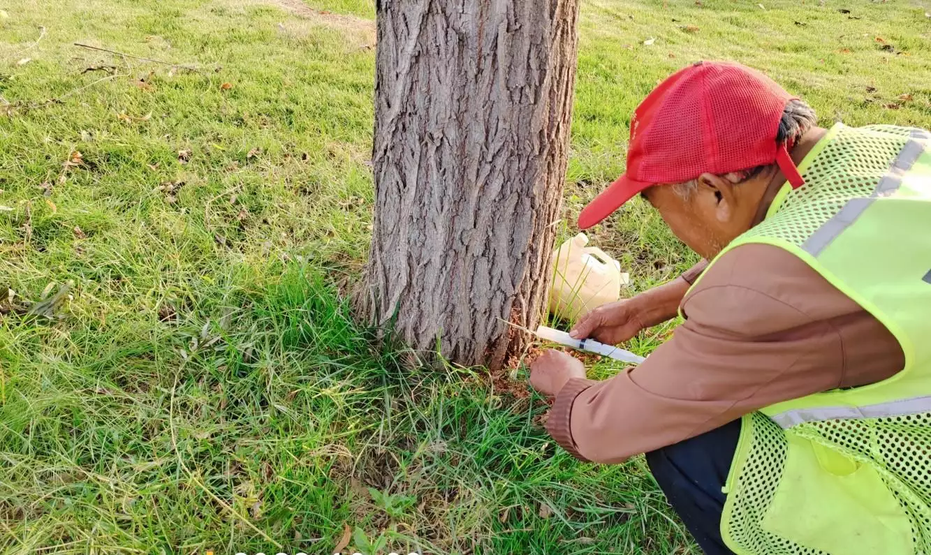 临沂市柳杭园林环卫管理办：紧抓秋季好时节，打好苗木保卫战