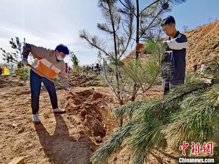 西北苗木网（西北苗木市场有哪些） 第4张