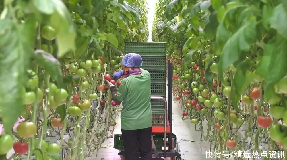 番茄种子（番茄种子图片）