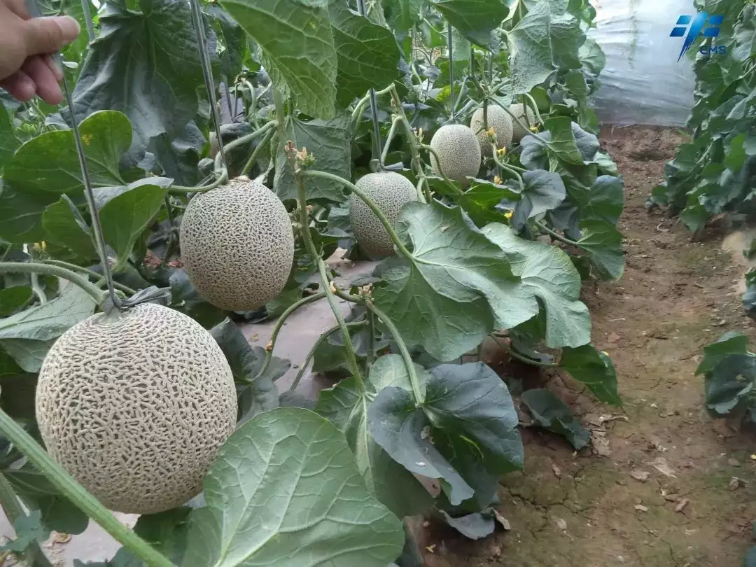 温室的花（温室里的花朵,经不起风雨） 第13张