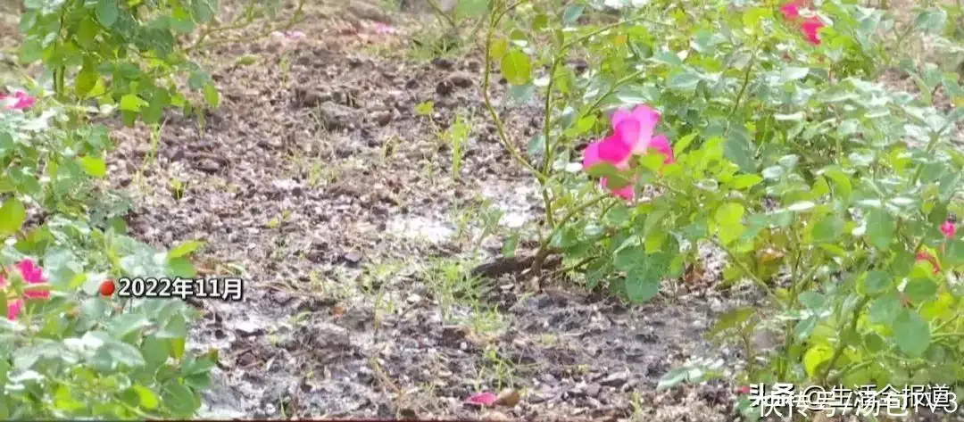 月季花的功效与作用（酒泡月季花治膝盖疼） 第2张