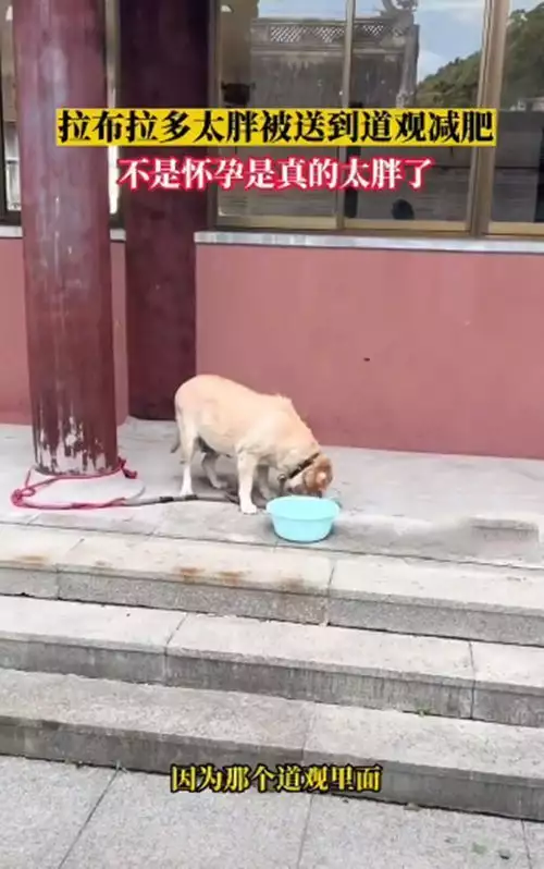 寺庙的柱子上拴着1条拉布拉多，凑近看清后：喂猪饲料养大的吧“魏和尚”张桐的消失，毫无疑问是整个影视圈的悲哀与损失(图3)