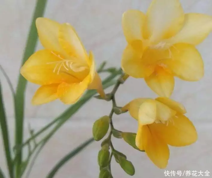 花蒜（花蒜豆粉有什么好处和功效） 第4张