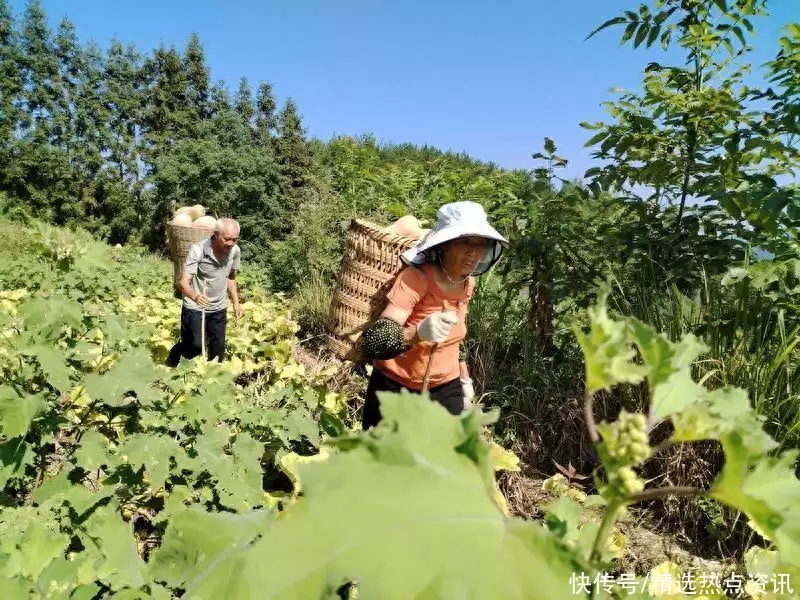 南瓜藤（丝瓜藤水的功效与作用及制法） 第2张