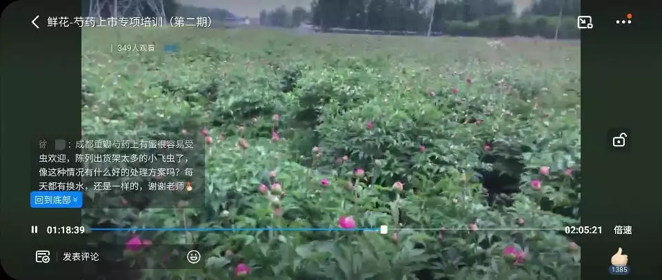 昆明鲜花批发（昆明鲜花批发基地） 第3张