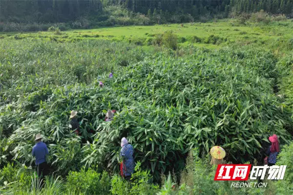 粽叶（粽叶是什么树的叶子图片） 第2张