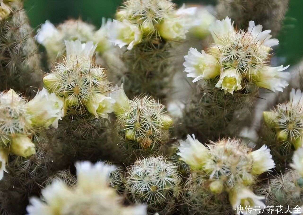 1种吉利花名叫“金手指”，在家养一盆，吉利招财有好兆头