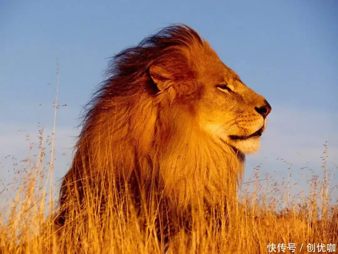 学会了吗（2024年运势12生肖运势）2024年的运势，恭喜4大星座，2024年，运势不错，福气旺，财运高涨，爱情顺心白鹿穿吊带裙纯欲感十足 绿色挑染长发个性吸睛，苏州大裤衩，平安租赁车贷，