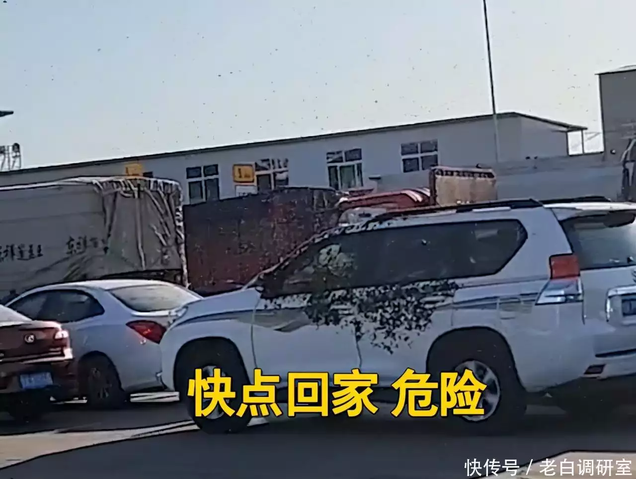 陕西一小车被蜜蜂包围，周围车主紧闭窗户，网友：开得“蜂”田？谢娜回眸一笑，张杰秒变‘望妻石’？网友：这波狗粮，我先干为敬